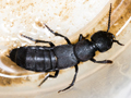 Ocypus olens